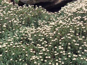 Raoulia monroi